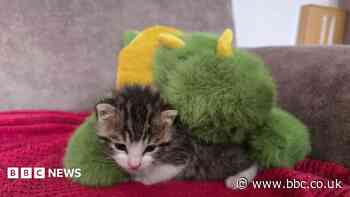 Teddy appeal for orphaned kittens