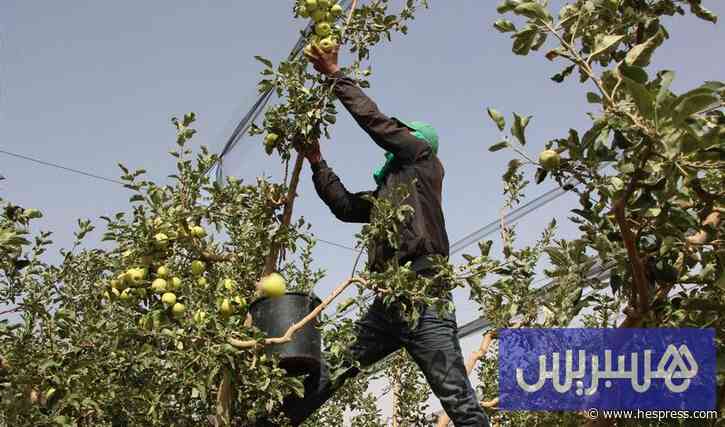 تفاح "كالا" يفتتح موسم الجني .. وفرة وأسعار من