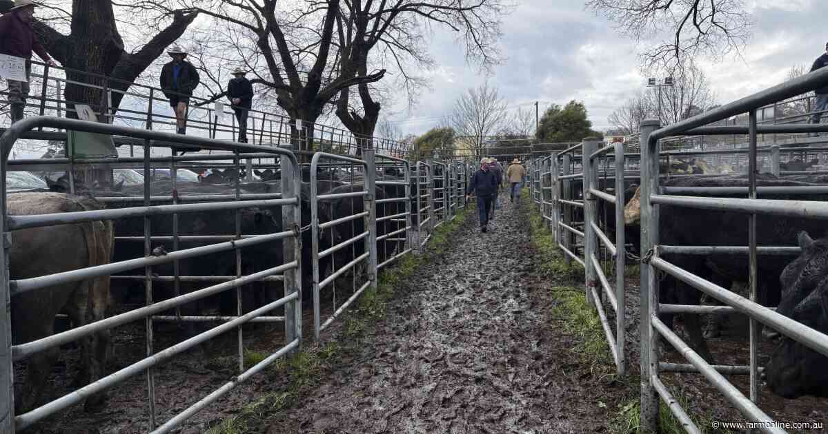 Rain, grass defies El Nino: 'if you find any cattle of value, let me know'