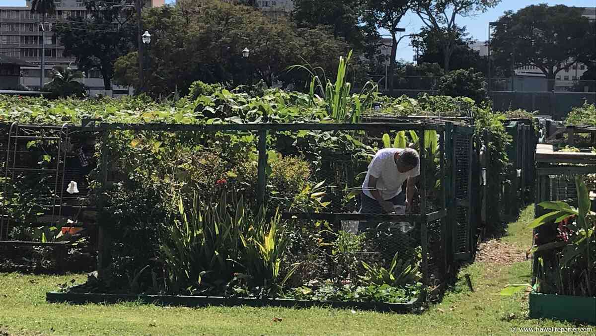 Q&A with Nat Blettor on Growing Your Own Food on Oahu