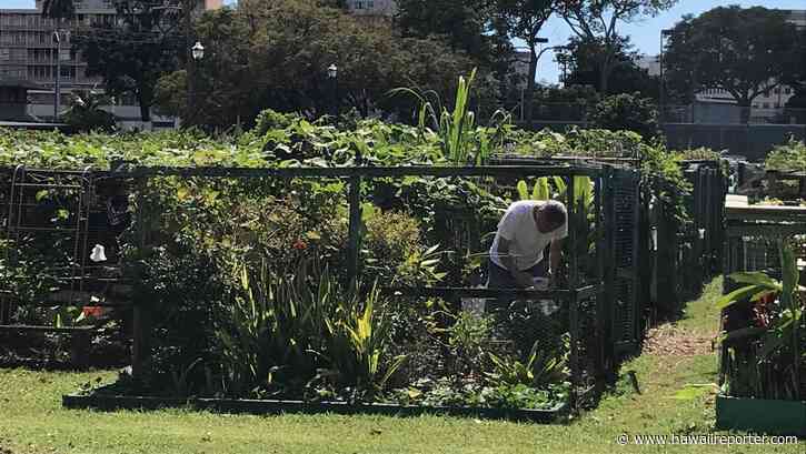 Q&A with Nat Blettor on Growing Your Own Food on Oahu