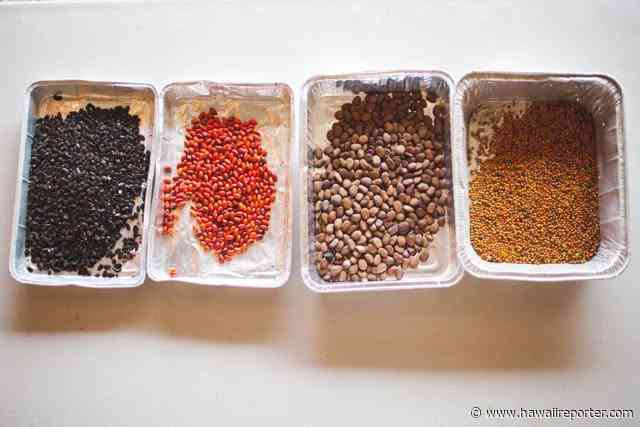Q&A with Hawaii Seed Bank Founder Jill Wagner
