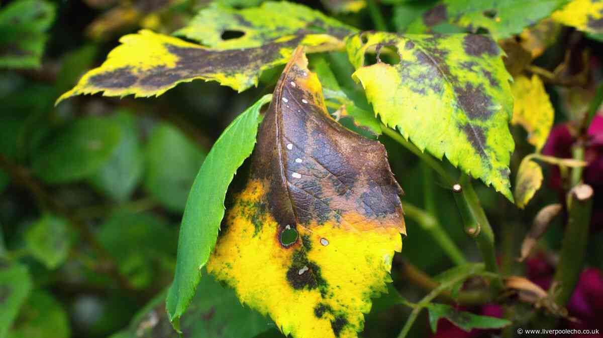 Roses and hydrangeas will be 'saved from black spot' with natural item gardeners swear by