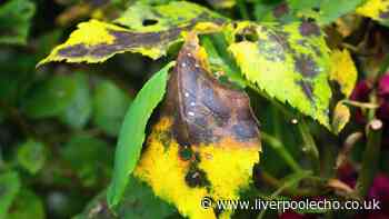 Roses and hydrangeas will be 'saved from black spot' with natural item gardeners swear by