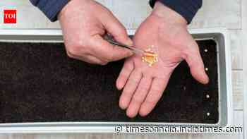 How to buy the right seeds for your balcony garden