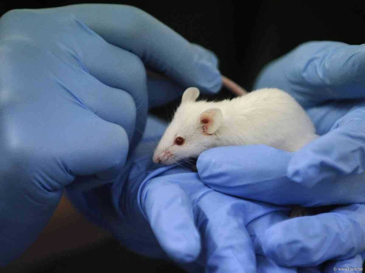 Uni Bonn: Prozess um umstrittenen Tierversuch