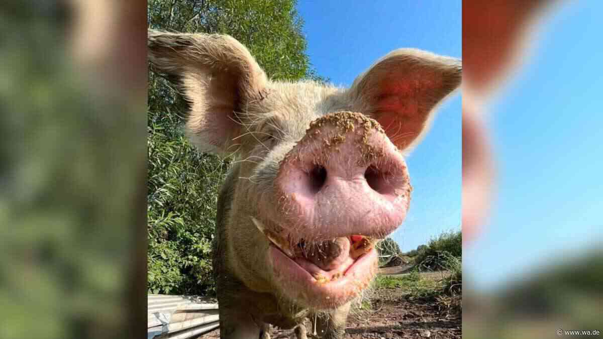 „Wir haben den wirklich lieb“ – Mastschwein Otis sucht ein neues Zuhause für immer