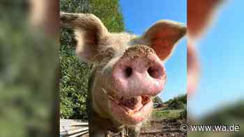 „Wir haben den wirklich lieb“ – Mastschwein Otis sucht ein neues Zuhause für immer