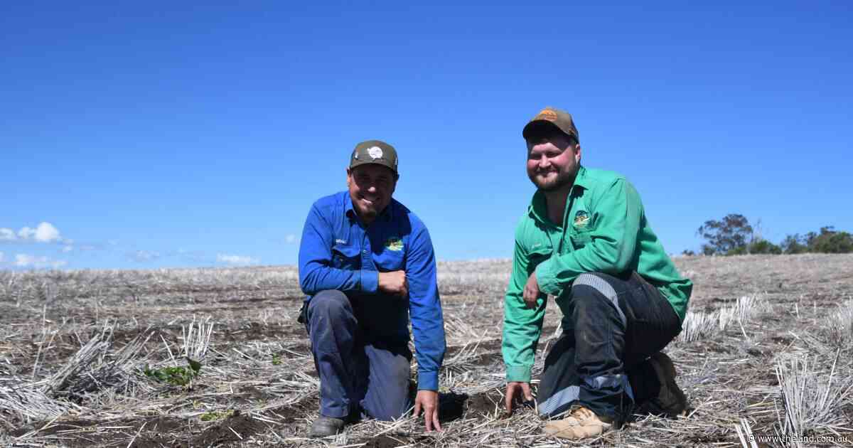 Parts of northern NSW on a 'knife-edge' as farmers wait for significant rain