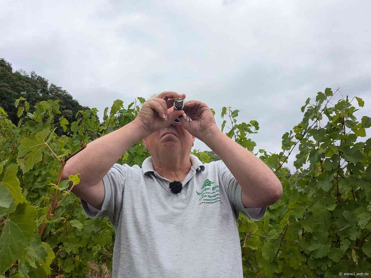 Winzer im Siebengebirge startet Weinlese