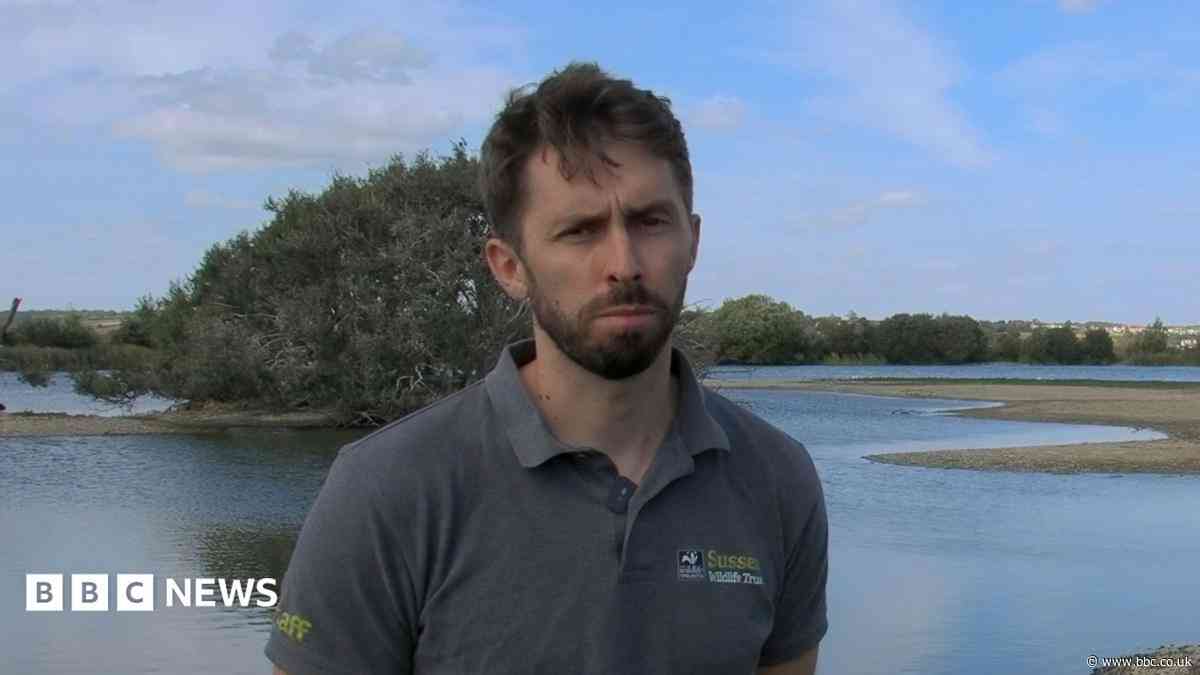 Avian botulism 'new norm' for nature reserves