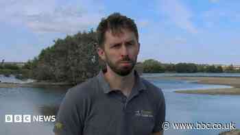 Avian botulism 'new norm' for nature reserves