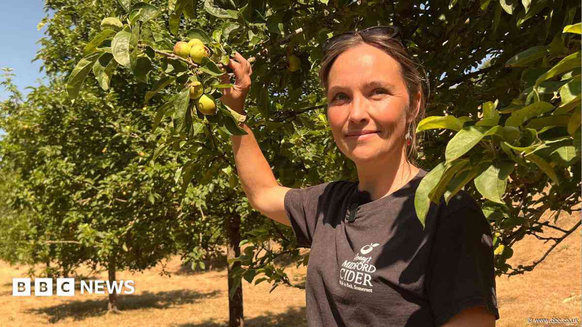 Drought leaves 'barely any apples' to make cider