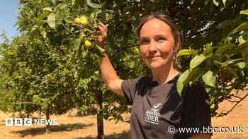 Drought leaves 'barely any apples' to make cider