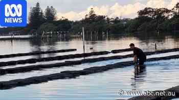 Police investigate theft of 400,000 oysters in NSW