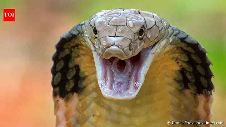 Cobra Mothers Build Fort Nests: Female turns from predator to architect; hatchlings emerge alone