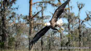 Massive cash reward offered for the capture of assassin who shot and killed a majestic bald eagle, the country's national bird featured at the center of the presidential seal