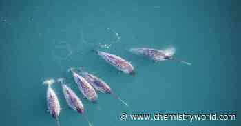 The twisted chemistry of Narwhal tusks