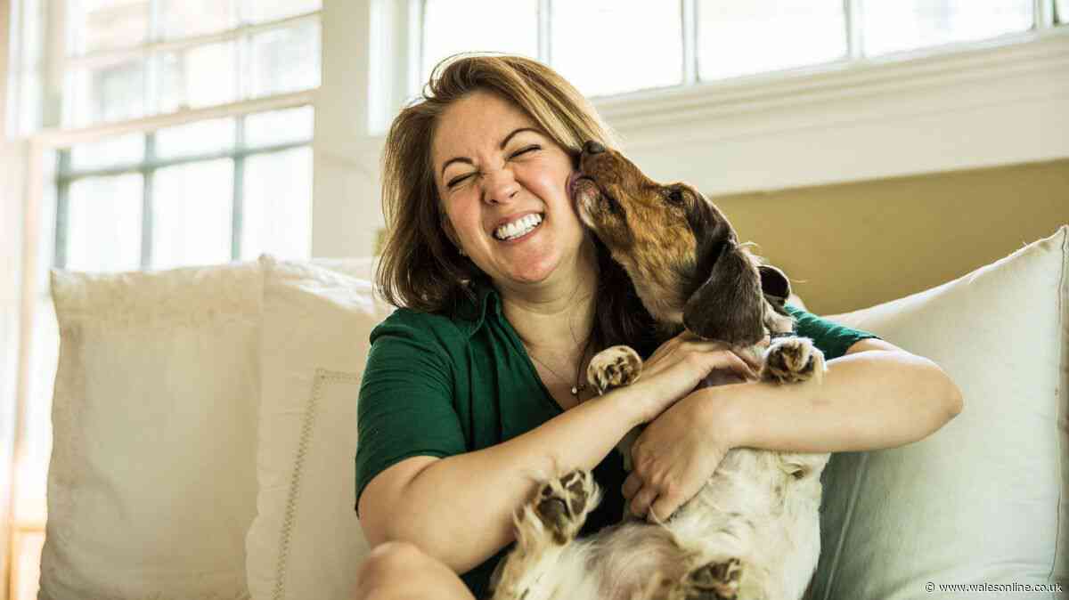 Signs your dog has ADHD and isn't just 'badly behaved' – according to vet