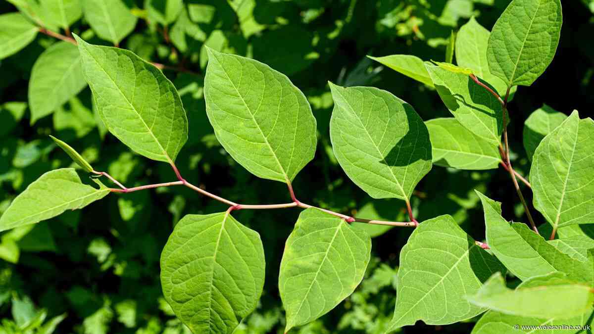 Gardeners urged to check outside for invasive plant most visible in August