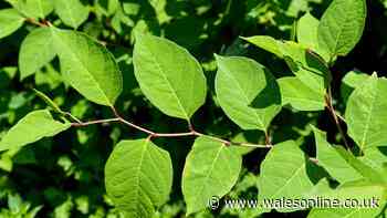 Gardeners urged to check outside for invasive plant most visible in August
