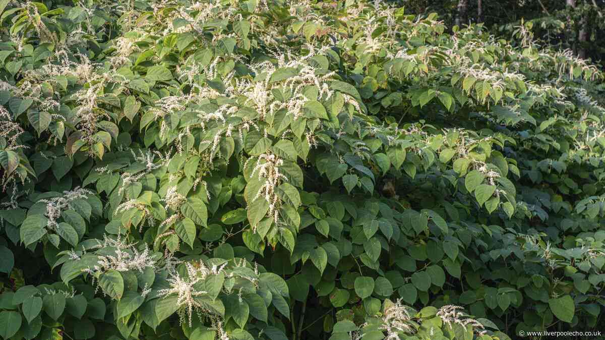 Gardeners urged to check gardens for 1 plant before September