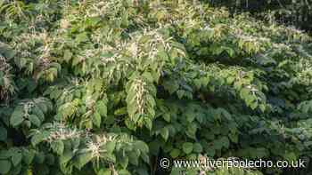 Gardeners urged to check gardens for 1 plant before September