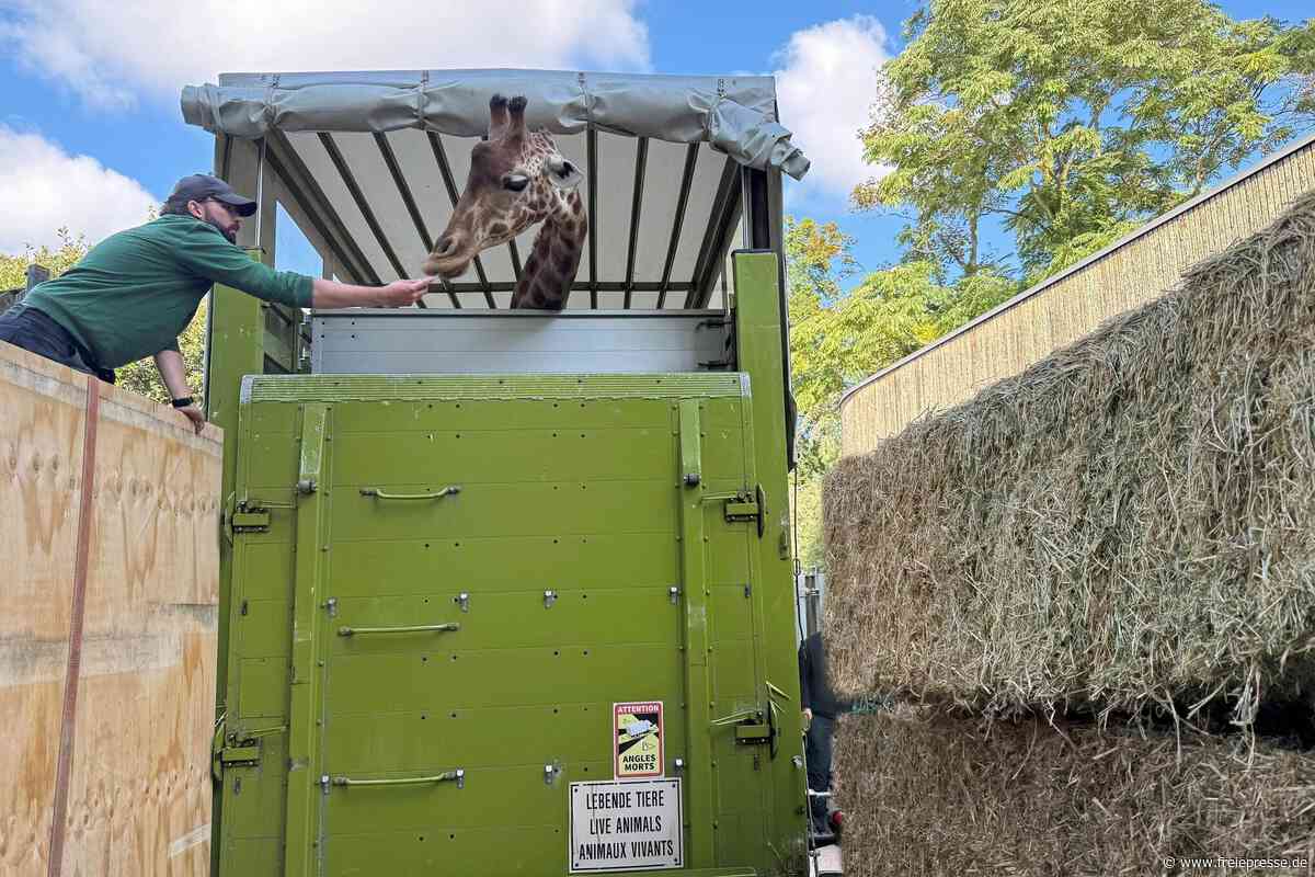Zoo Dresden: Darum musste Giraffendame Gaia gehen