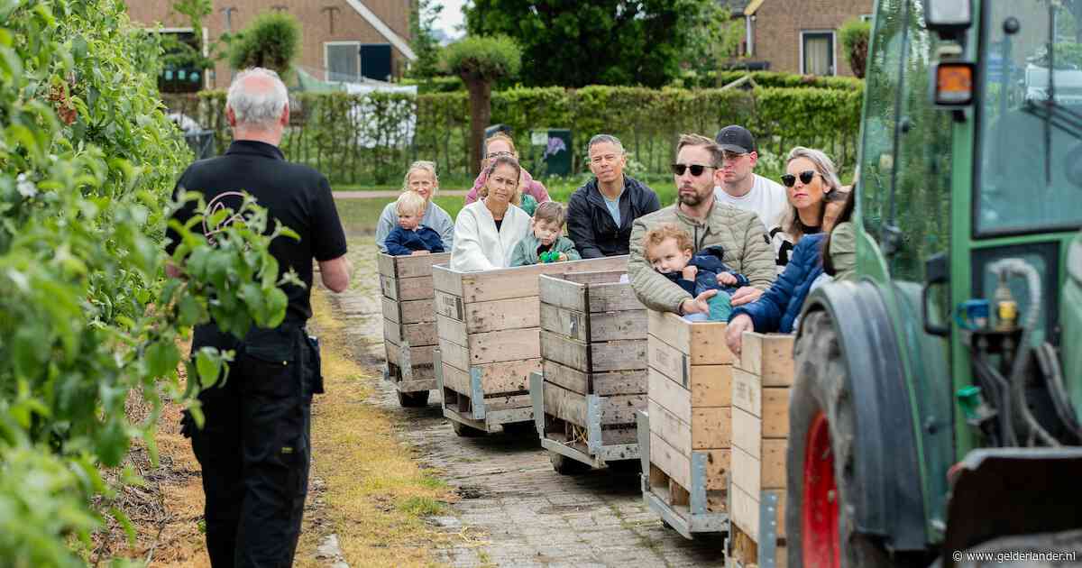 Duizenden kilo’s appels en een lagere prijs dan in de supermarkt: dit is waarom de plukdagen zo populair zijn