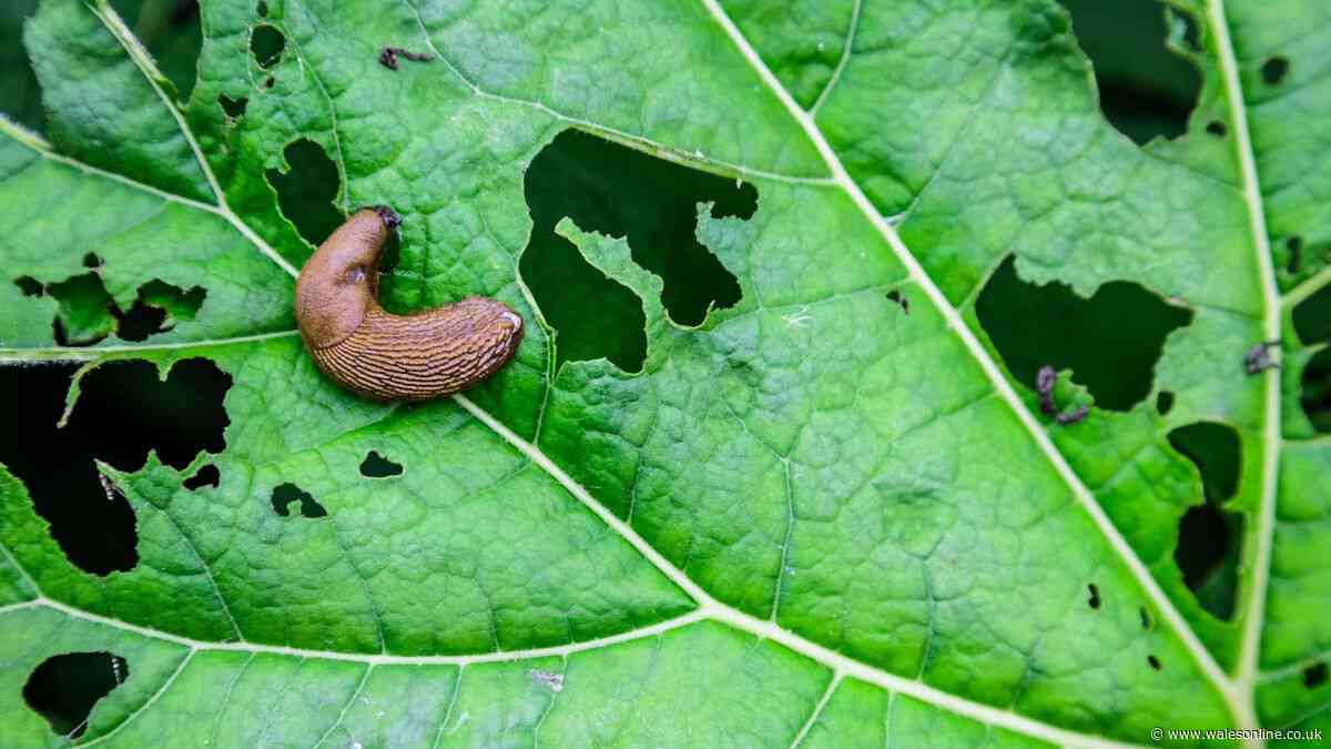 Slug repelling spray made from 22p kitchen staple will keep plants safe