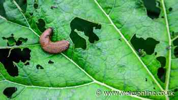 Slug repelling spray made from 22p kitchen staple will keep plants safe