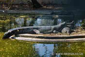 3-Year-Old Boy 'Thrown Into' Crocodile Enclosure Finally Returns Home After Seven Operations