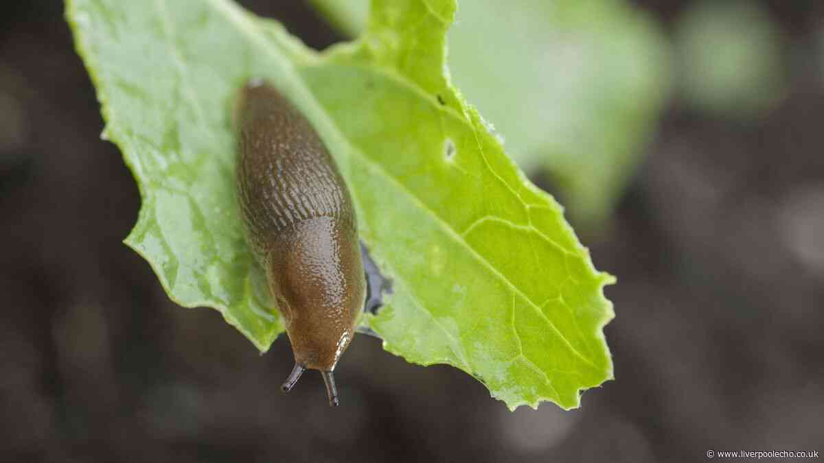 Make easy 22p natural spray to keep slugs of plants and leaves