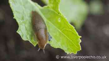 Make easy 22p natural spray to keep slugs of plants and leaves