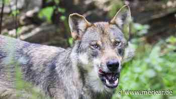 Wolf greift Mutter und Tochter auf Urlaubsanlage in Italien an – selbst der Retter wird gebissen