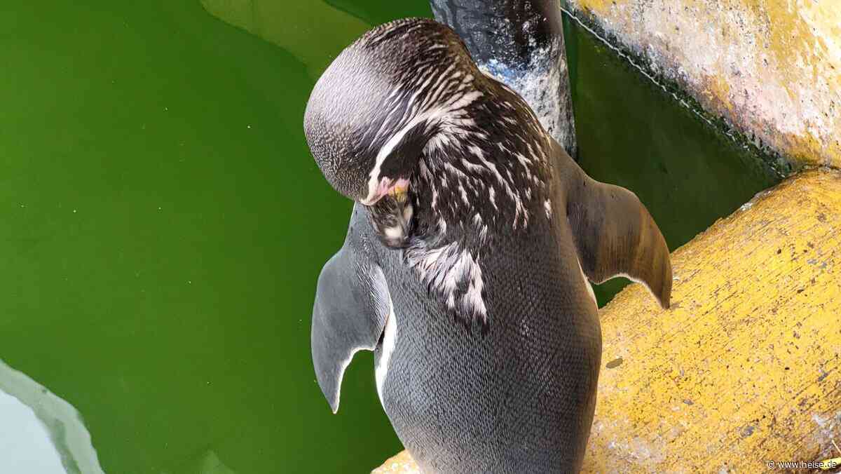Linux 7.2: Neuer Kernel bringt Performance-Optimierung