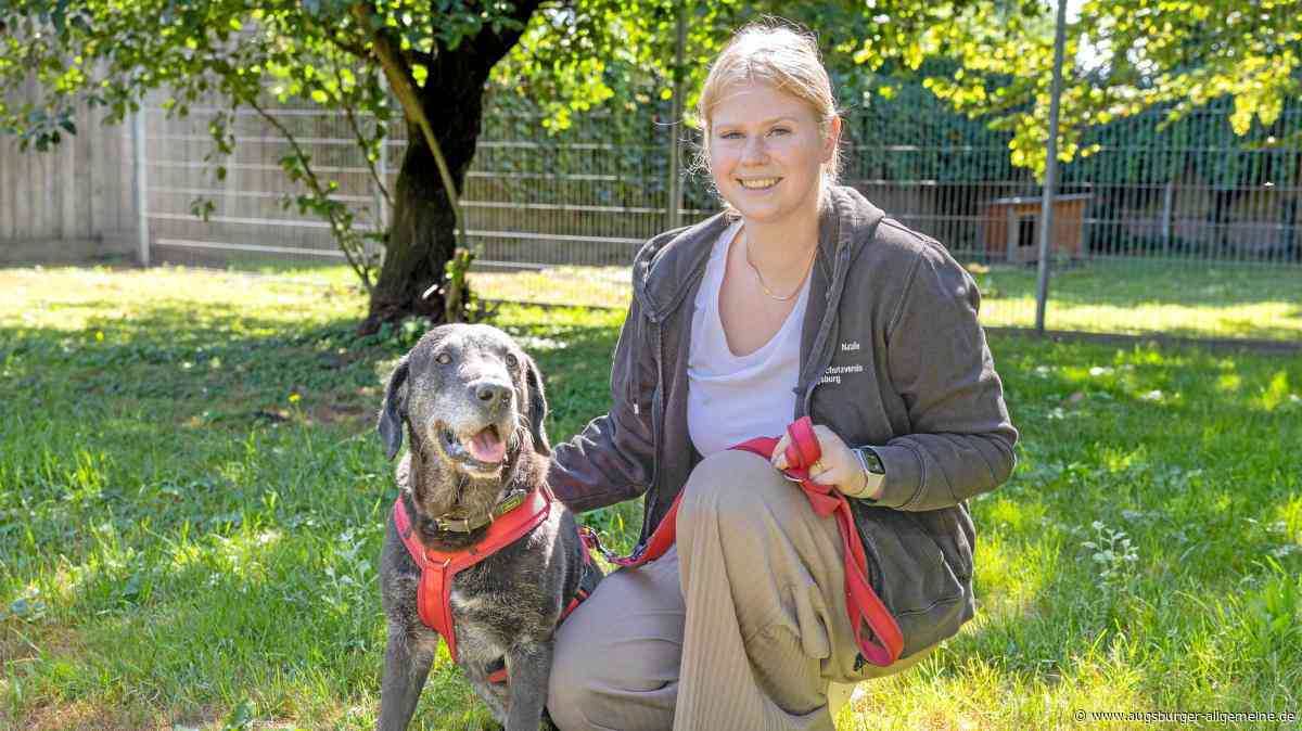Unvermittelbar? Diese Hunde aus dem Augsburger Tierheim warten schon am längsten auf neue Besitzer