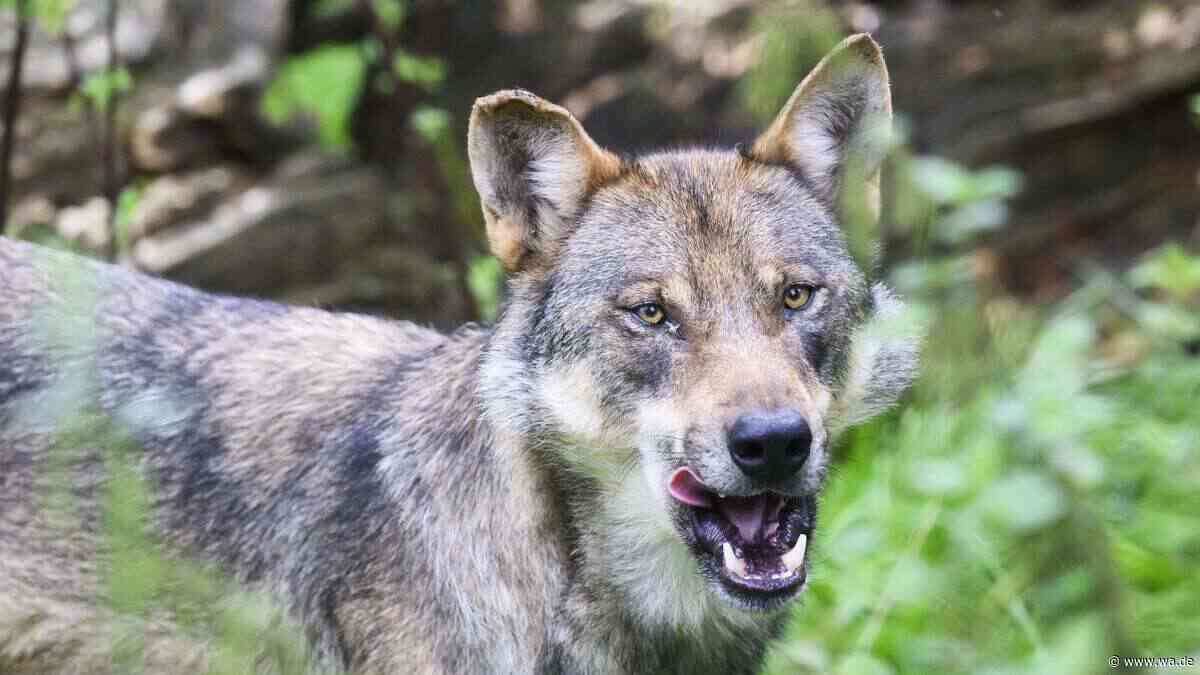 Wolf greift Mutter und Tochter auf Urlaubsanlage in Italien an – selbst der Retter wird gebissen