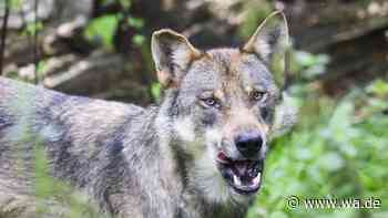 Wolf greift Mutter und Tochter auf Urlaubsanlage in Italien an – selbst der Retter wird gebissen
