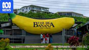Farmers frustrated as Coles ends arrangement in home of Big Banana