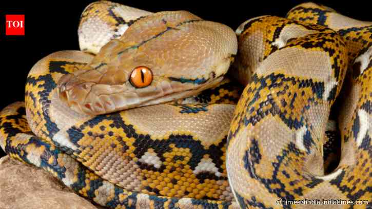 World's Longest Snake Profile: Reticulated python kills without venom; even reproduces by virgin birth
