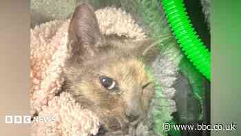 Cat survives horror ordeal in car engine