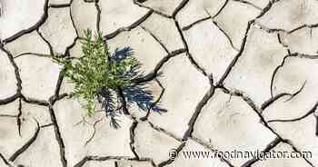 How food companies can prepare for the next drought