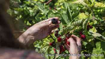 Wilde Brombeeren pflücken: Warum Experten jetzt zur Vorsicht raten