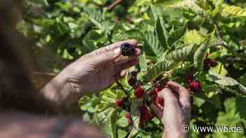 Wilde Brombeeren pflücken: Warum Experten jetzt zur Vorsicht raten