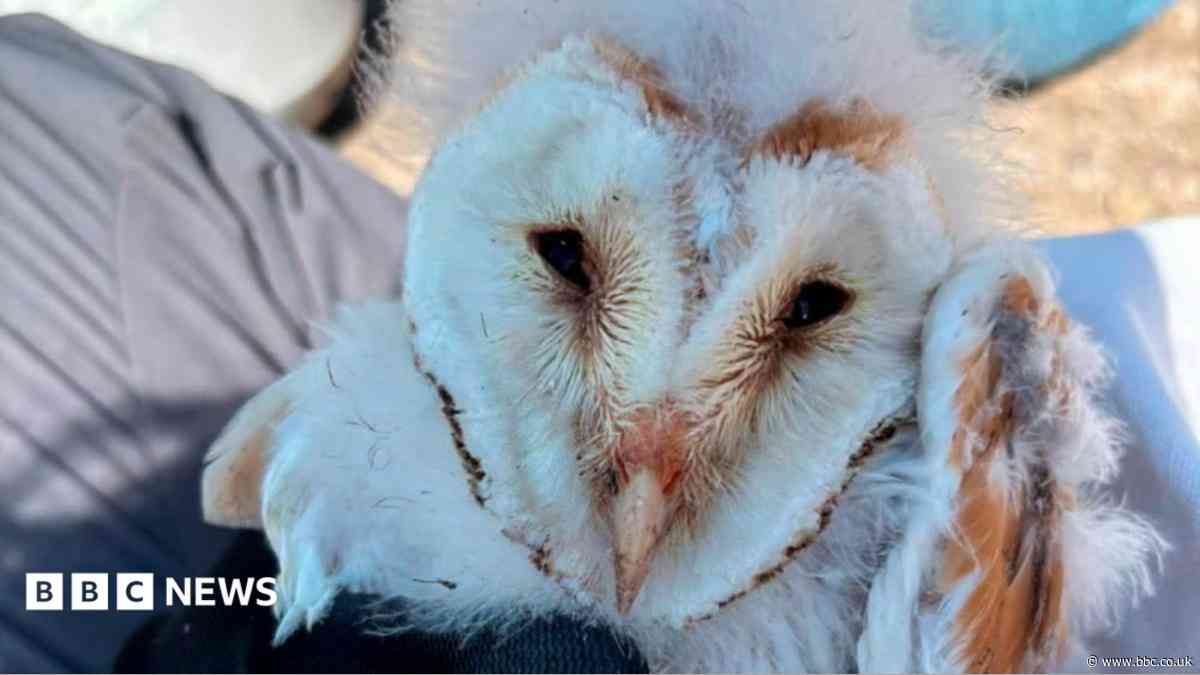 'Magical' and rare barn owl has bumper breeding season
