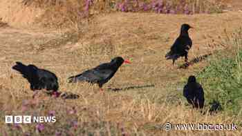 RSPB reports record-breaking chough numbers