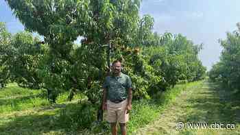 Peach trees in Ontario's Niagara region under threat due to recent historic flooding