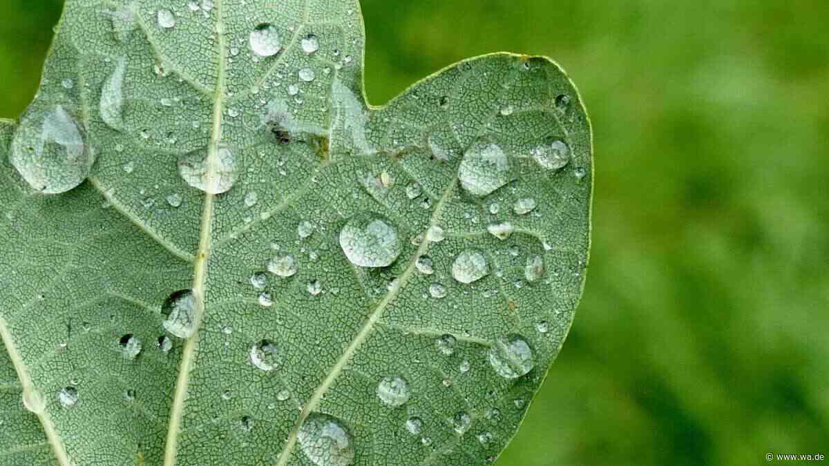 Drei Regenarten, aber nur eine versorgt Ihre Pflanzen bis zur Wurzel – kennen Sie die Unterschiede?