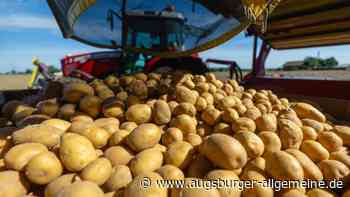 Nach Hitze und Trockenheit fürchten Landwirte um ihre Ernte: Werden Kartoffeln jetzt teurer?